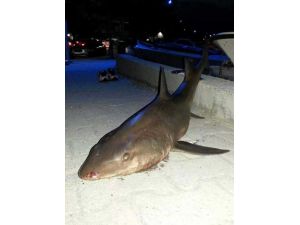 Jaws Sahile Vurdu