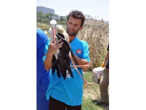 Büyükçekmece’de Tedavileri Tamamlanan Kuşlar Doğaya Bırakıldı