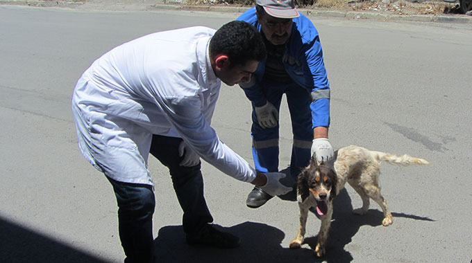 Doğal Yaşamlarına Geri Döndüler