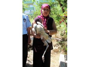 Yaralı Leyleği Tedavi Edip Zabıtaya Teslim Etti