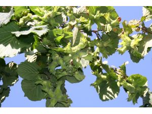 Türkiye Fındıktan 1.5 Milyar Dolar Kazandı