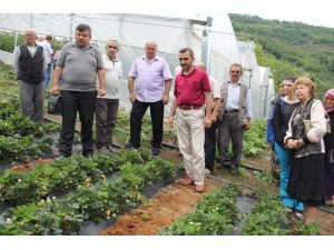 Çilek Fındıktan 5 Kat Daha Fazla Gelir Getiriyor