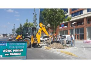 Beylikdüzü Belediyesi Ağaçlandırma Çalışmalarına Hız Veriyor