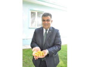 Beyaz Kiraz’da Rekolte Kaybı Yüzde 80