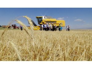 (Özel Haber) Dene Kaybının Önlenmesi İçin Biçerdöverler Denetlendi