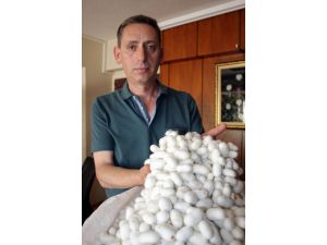 Türkiye Genelinde İpek Böceği Koza Üretimine Başlandı