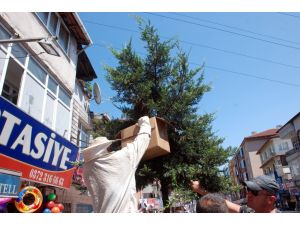 Ana Arı Yolu Şaşırınca Şehir Merkezini Arılar Sardı