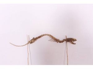 Hayvan İskeleti Şaşırtıyor