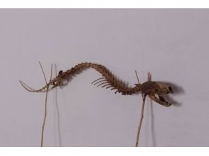 Bu İskeleti Görenler Şaşkına Dönüyor