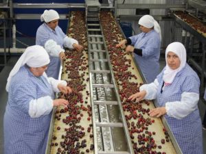 (Özel Haber) Çinliler Bursa Kirazı Yiyecek