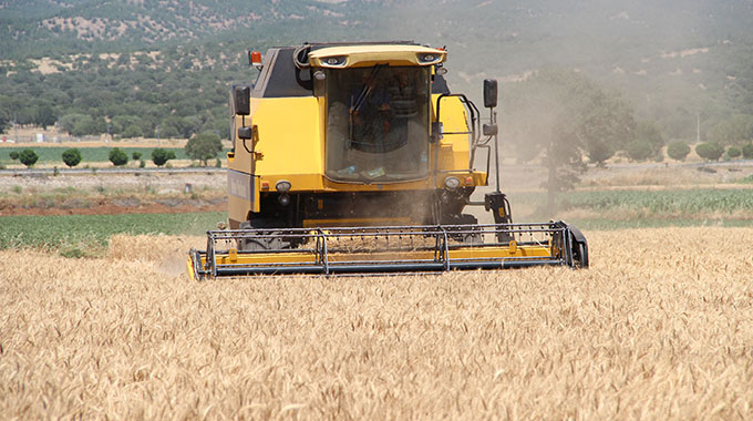 Yeni Buğday Çeşitleri Çiftçilere Tanıtıldı