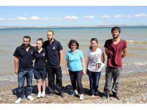 Tedavi Edilen Caretta Caretta Doğal Ortama Bırakıldı
