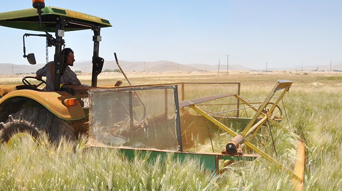 Elbistan’ın Yeşil Buğdayı ‘Firik Bulgur’ Oluyor