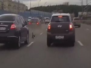 Trafikte Kedi Terörü