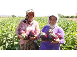 (Özel Haber) Bu Patlıcanın Bir Tanesi 1,5 Kilo