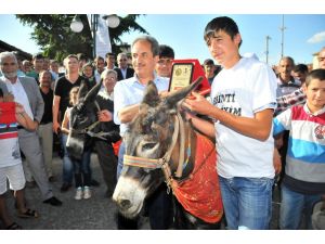 Eşek Yarışları Renkli Görüntüler Oluşturdu