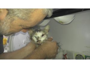 Püsküllü Kedinin İnanılmaz Kurtuluşu