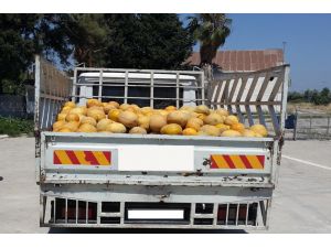 Kavun Yüklü Kamyonetlerden Kaçak Mazot Çıktı