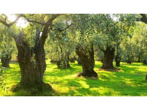 Zeytinler Tehdit Altında