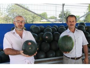 Kara Karpuz Kapış Kapış