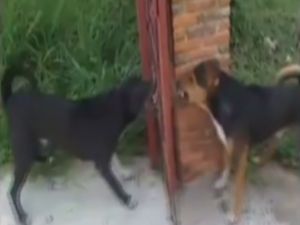 Bu Köpekler Ne Yapıyor?