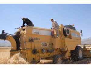 Elbistanda Hububat Hasadı Başladı