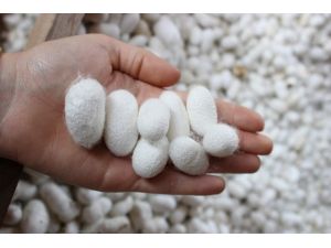 (Özel Haber) İpek Böcekçiliği Daha Çok Üretici Bekliyor