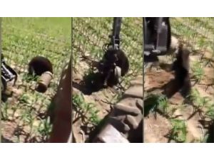 Kafasını Kovaya Sıkıştıran Ayıya Traktörlü Kurtarma