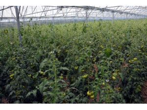 Doğu Karadeniz Bölgesi’nin En Büyük Serası Trabzonda Kuruldu