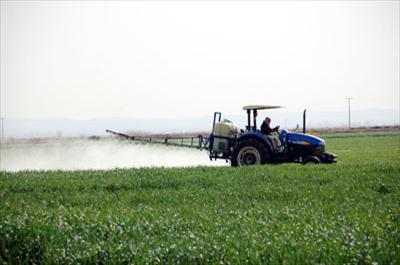 Harran Ovasında böcek tehdidi 