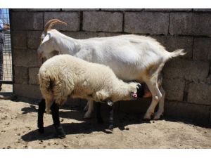 Bu Keçi Hem Köpeğe Hem De Kuzuya Annelik Yapıyor