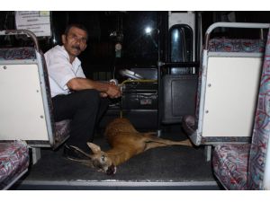 (Özel Haber) Yaralı Karacayı Kurtarmak İstedi Yardım Eden Olmadı