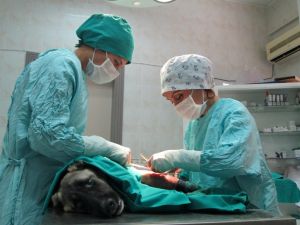 (Özel Haber) 4 Aylık Sokak Köpeğine 5 Yıldızlı Operasyon