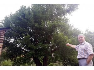 Bu Dut Ağacı 330 Yaşında