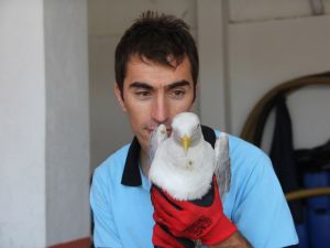 Apartman Boşluğuna Düşen Martı Balıkçı Ağıyla Kurtarıldı