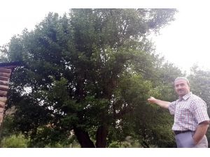 Bu Ağaç Tam 330 Yaşında !