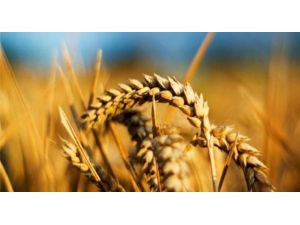 Buğday Tarlarında Fare İstilası