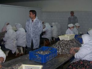 İtalyanlar Hamsi Filetosu Ve Midyeyi Sevdi