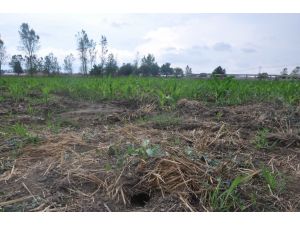 (Özel Haber) Tarlalarda Fare İstilası İddiası