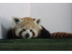 Türkiye’nin İlk Pandaları Geldi