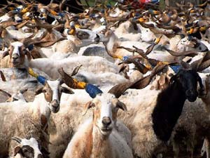 Üniversiteli Kurbanlıklar Satışa Çıkartıldı