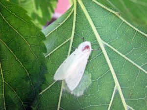 Üreticilere Kelebek Uyarısı