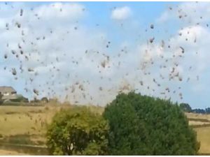 Hortum Değil Görsel Şölen