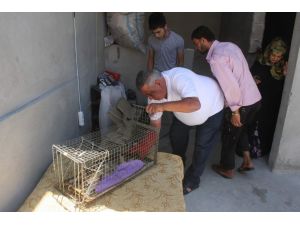 Tekir Sakat Haliyle Yavrularına Bakıyor