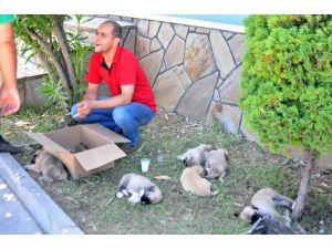 (Özel Haber) Kamyon Kasasına Doldurulan Köpekler Öldü