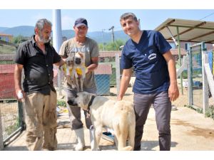 Yalovada Ölümden Dönen Köpekler Tedavi Altına Alındı