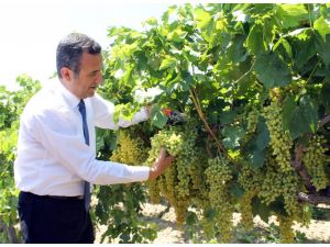 Denizli’de Üzüm Hasadı Başladı