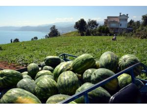 Trabzon‘da Milyonluk Villaların Yanı Başında Denize Sıfır Karpuz Tarlası
