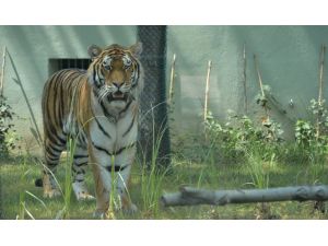 Bursa Zoo Parka İki Yeni Amur Kaplanı Geldi