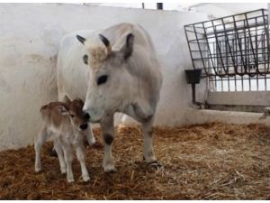 Klon İnek Anne Oldu